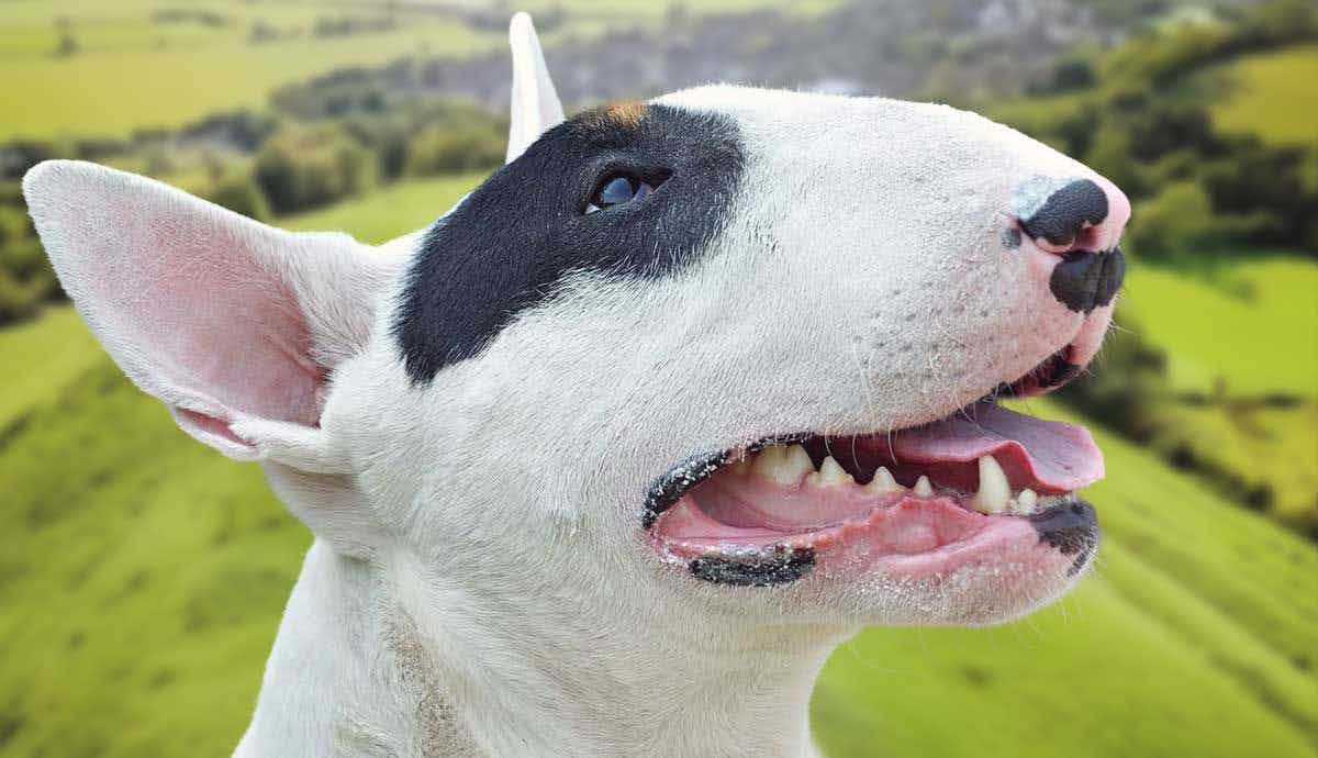 Bull Terrier Facts: Everything You Need to Know