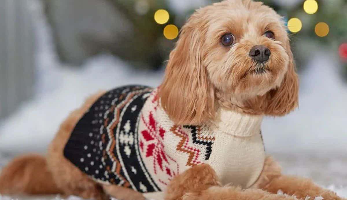 Should My Dog Wear a Sweater?