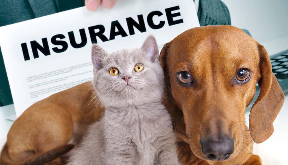 Should I Get Pet Insurance?