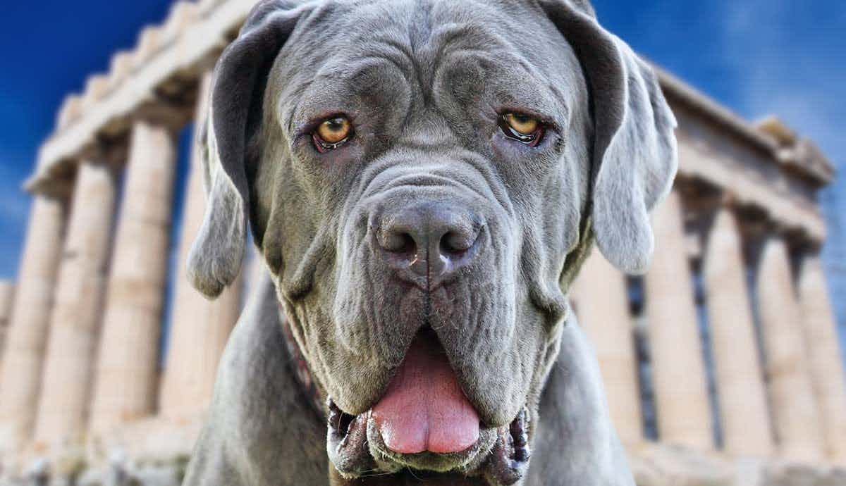 Neapolitan Mastiffs: A Complete Guide on These Gentle Giants