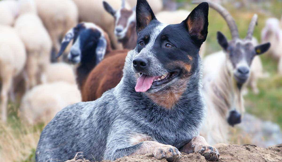 The Australian Stumpy Tail Cattle Dog: A Complete Guide