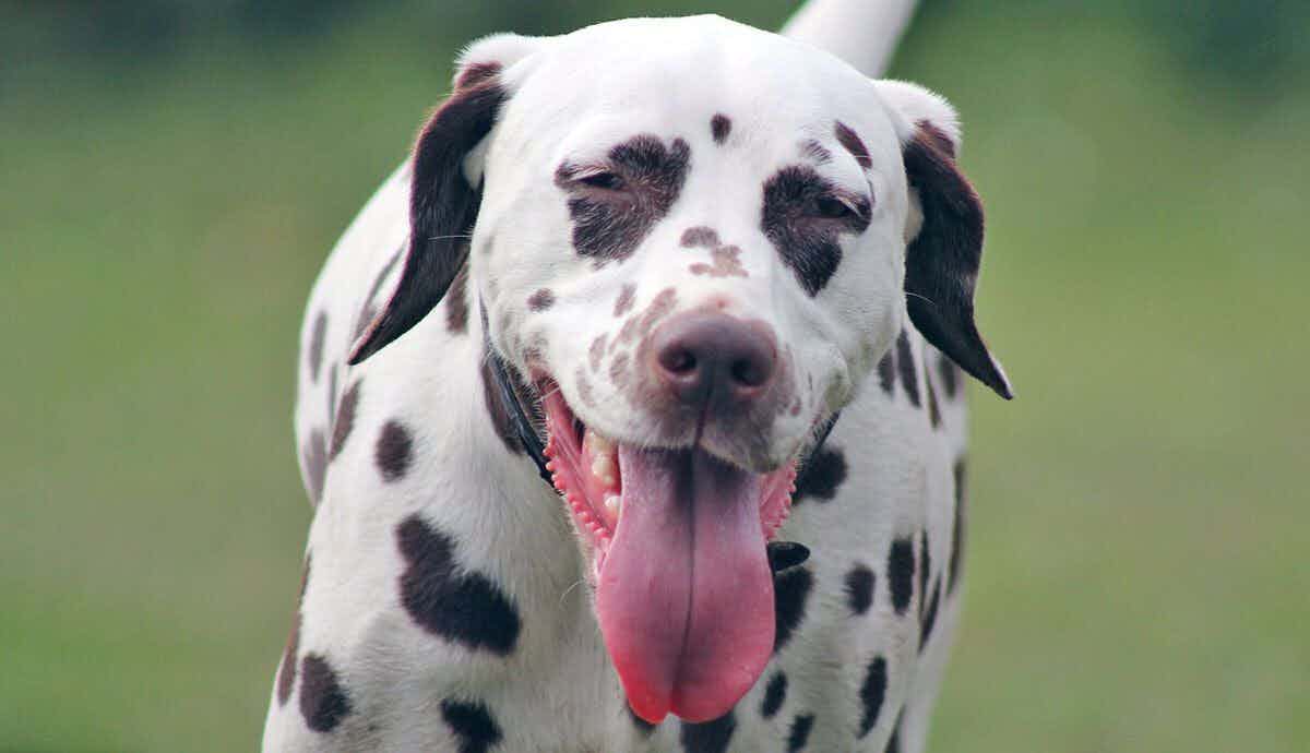 Why are Dalmatians Prone to Deafness?