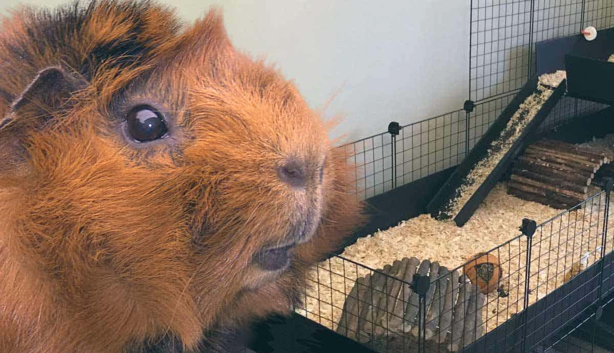 10 Tips for Keeping a Guinea Pig Enclosure Clean