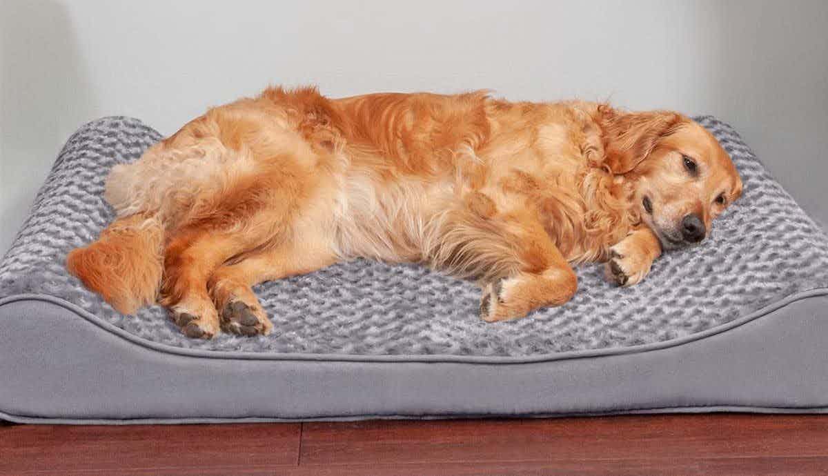 Does My Dog Need an Orthopedic Dog Bed?
