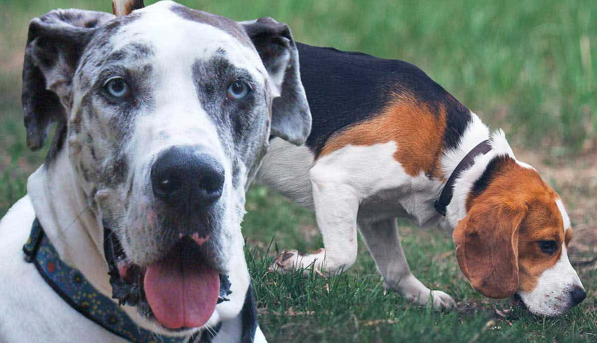 7 Dog Breeds with a Huge Appetite