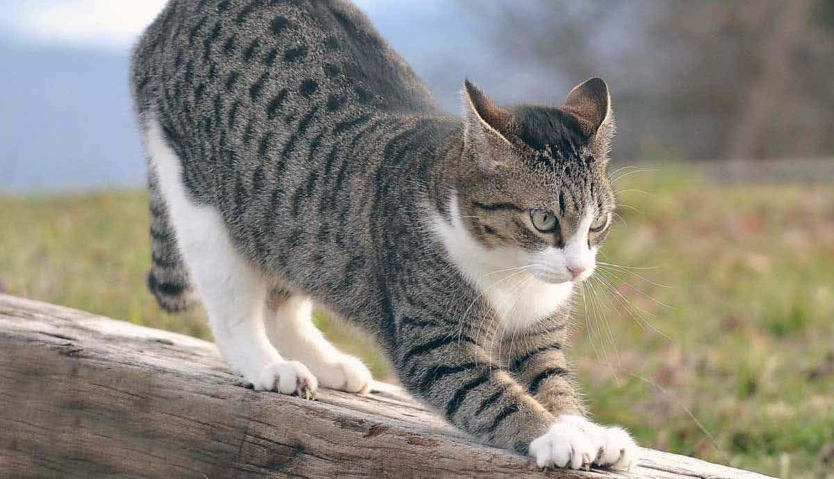 Feline Mystery: Why Do Cats Knead?