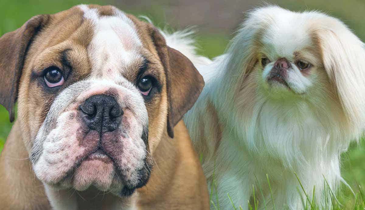 What Are the Characteristics of Less Intelligent Dog Breeds?