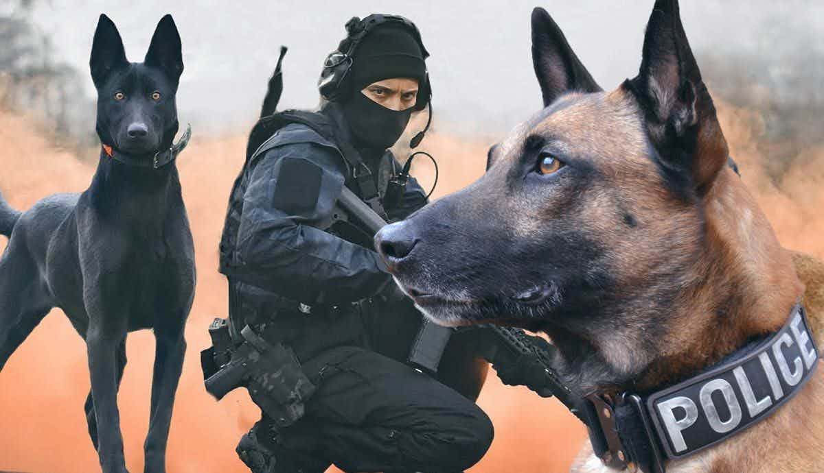 A Glimpse into the World of Police Dogs
