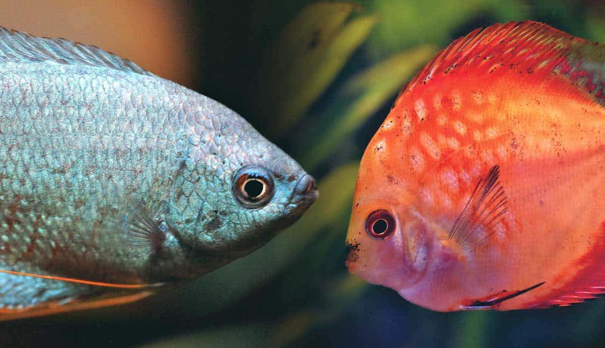 15 Fish That Live the Longest in an Aquarium