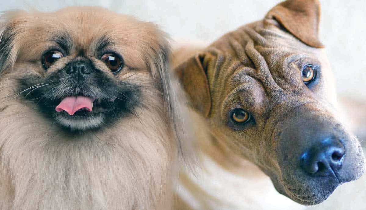 8 Dog Breeds From China