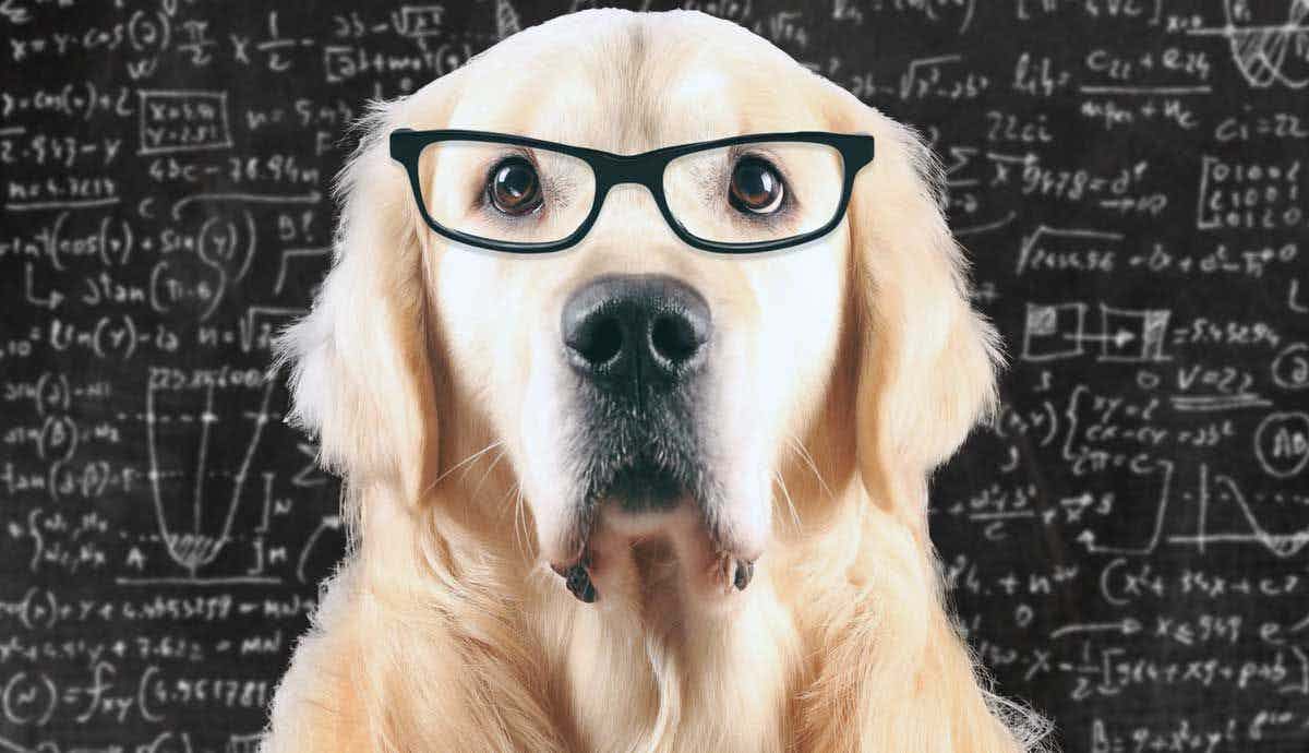 How Is Dog Intelligence Measured and Ranked?