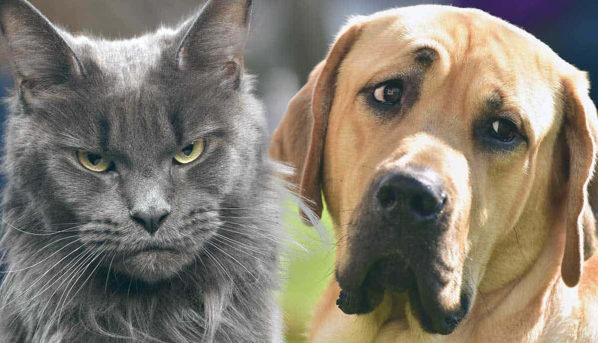What is Laser Pointer Syndrome in Pets?