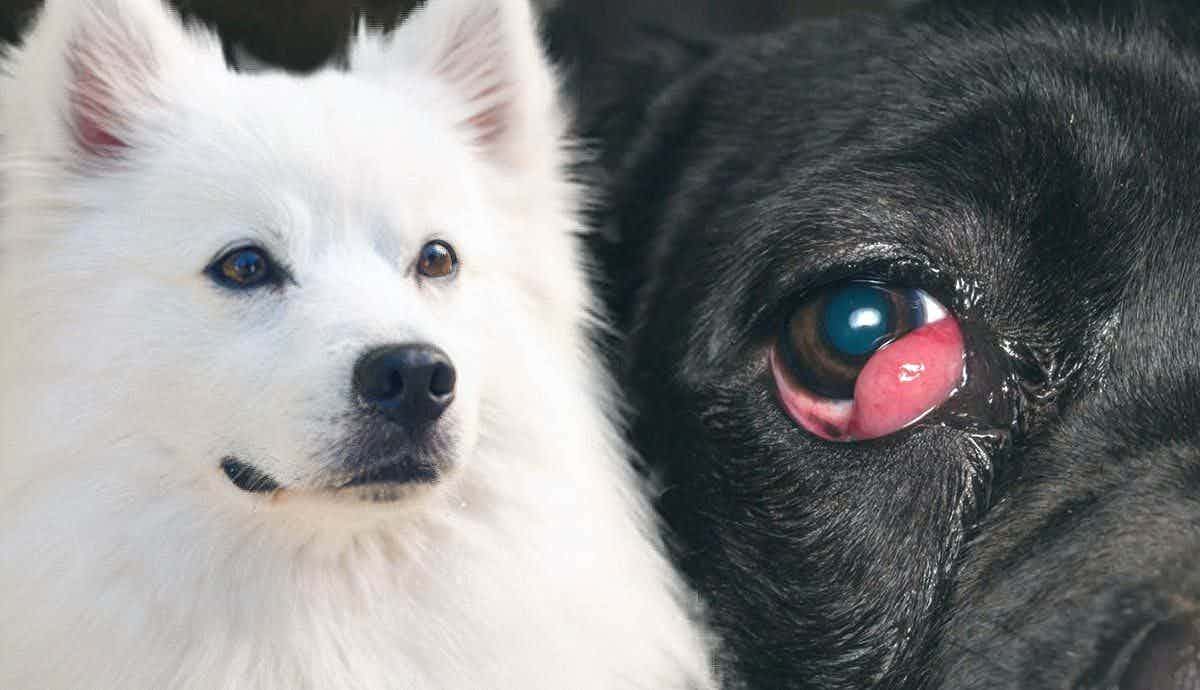What Is Primary Lens Luxation in Dogs?