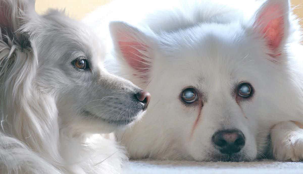 4 Common Health Issues in American Eskimo Dogs