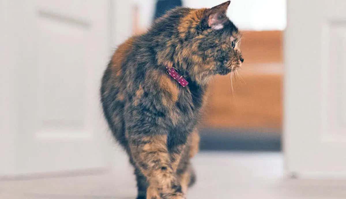 6 Tips When Moving Your Cat to a New House