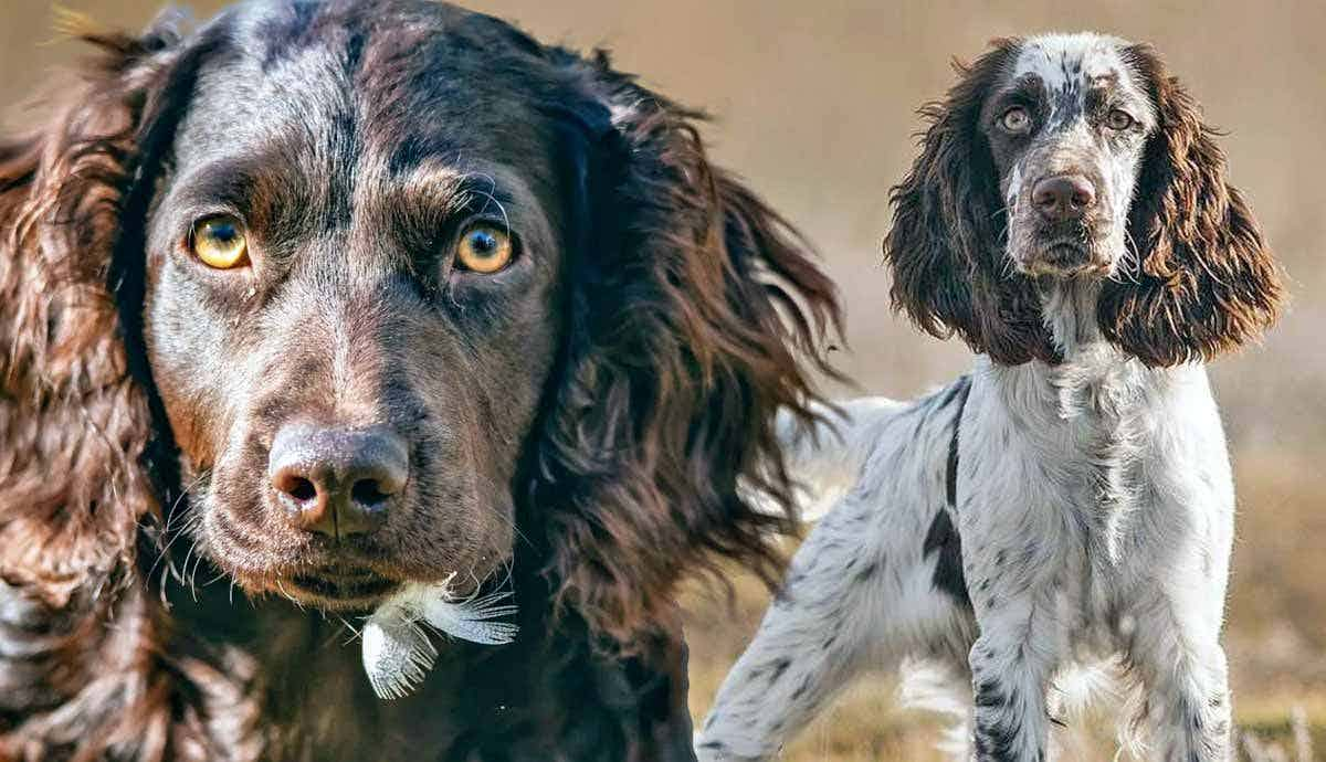 6 Loveable Spaniel Breeds: Traits and Characteristics