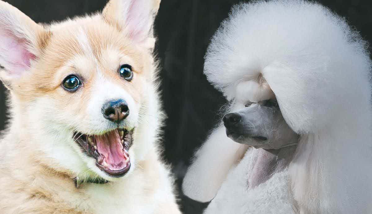 Brainy Canines: The 10 Most Intelligent Dog Breeds!