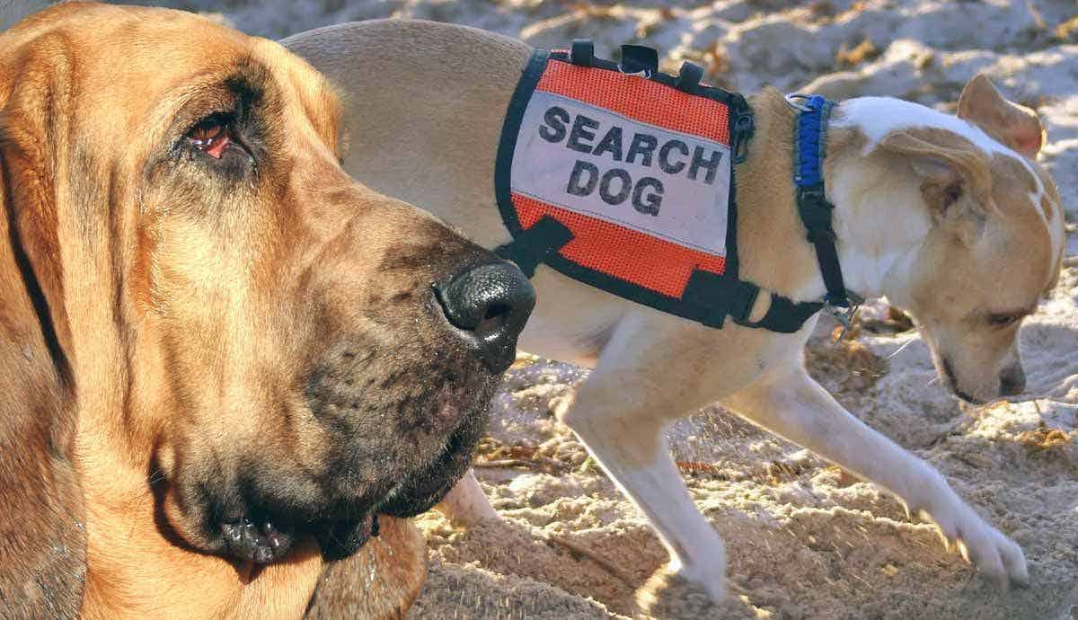 Search and Rescue Dogs: What You Need to Know