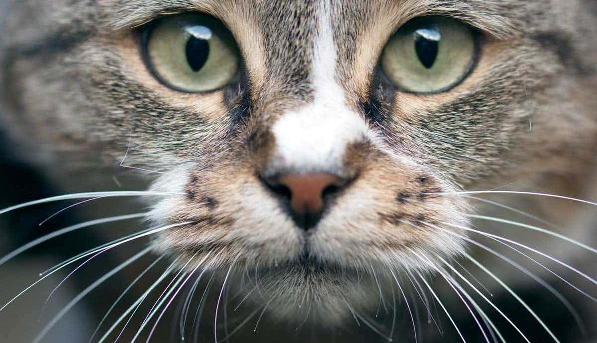 6 Must Know Facts About a Cat’s Whiskers