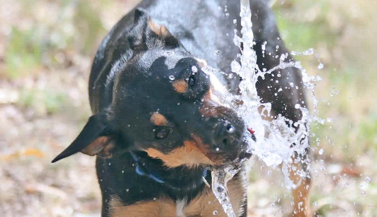 Does My Dog Need a Water Fountain?