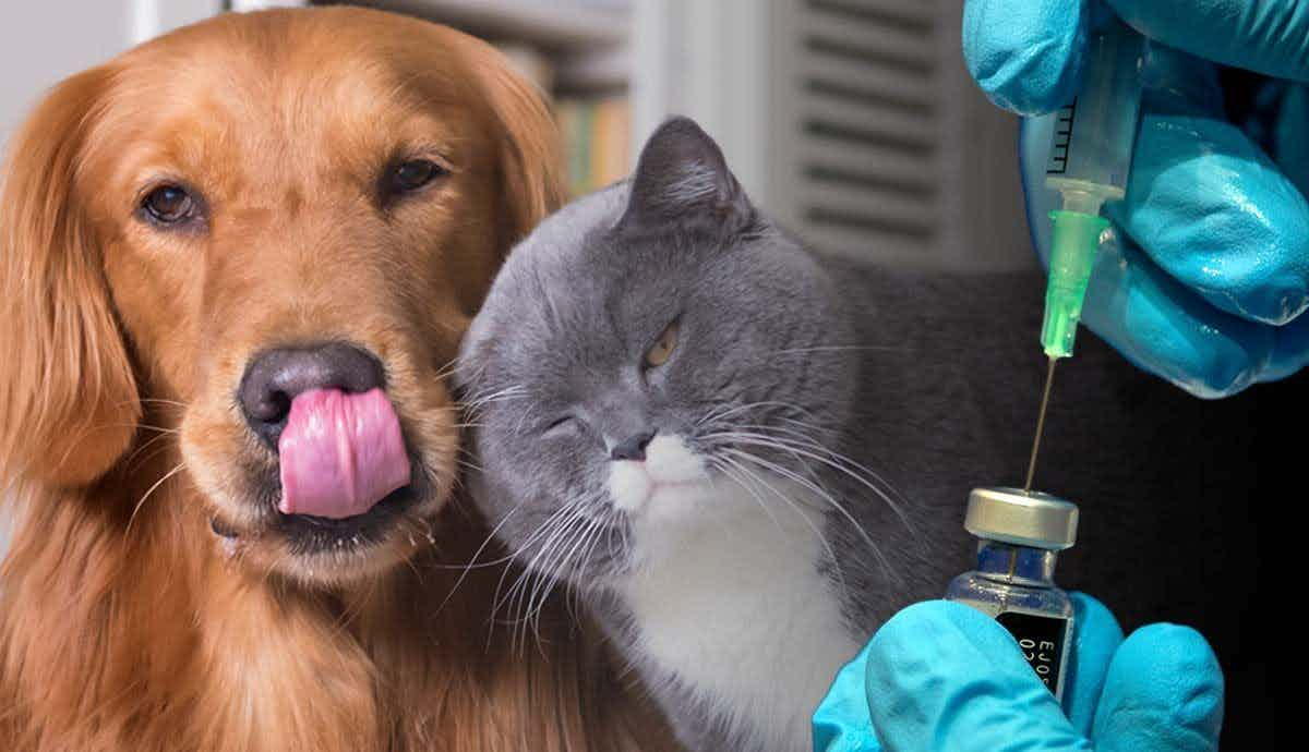 What Your Pet’s Vaccines Protect Against