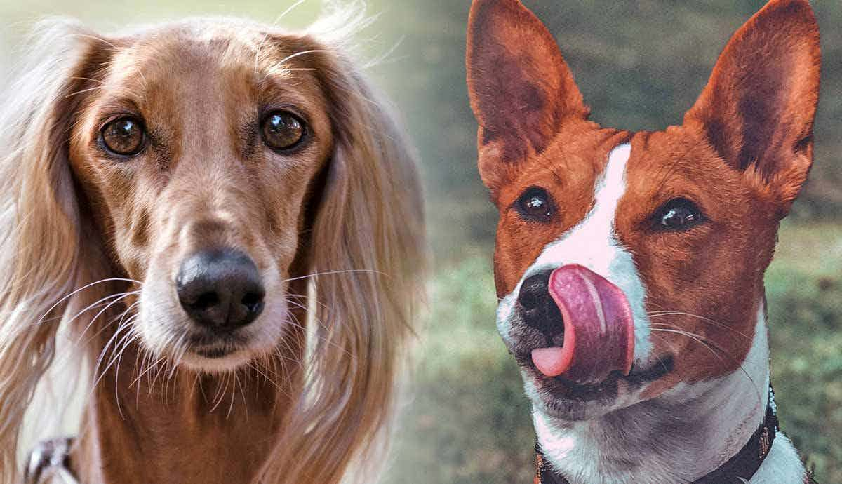 5 of the Oldest Dog Breeds