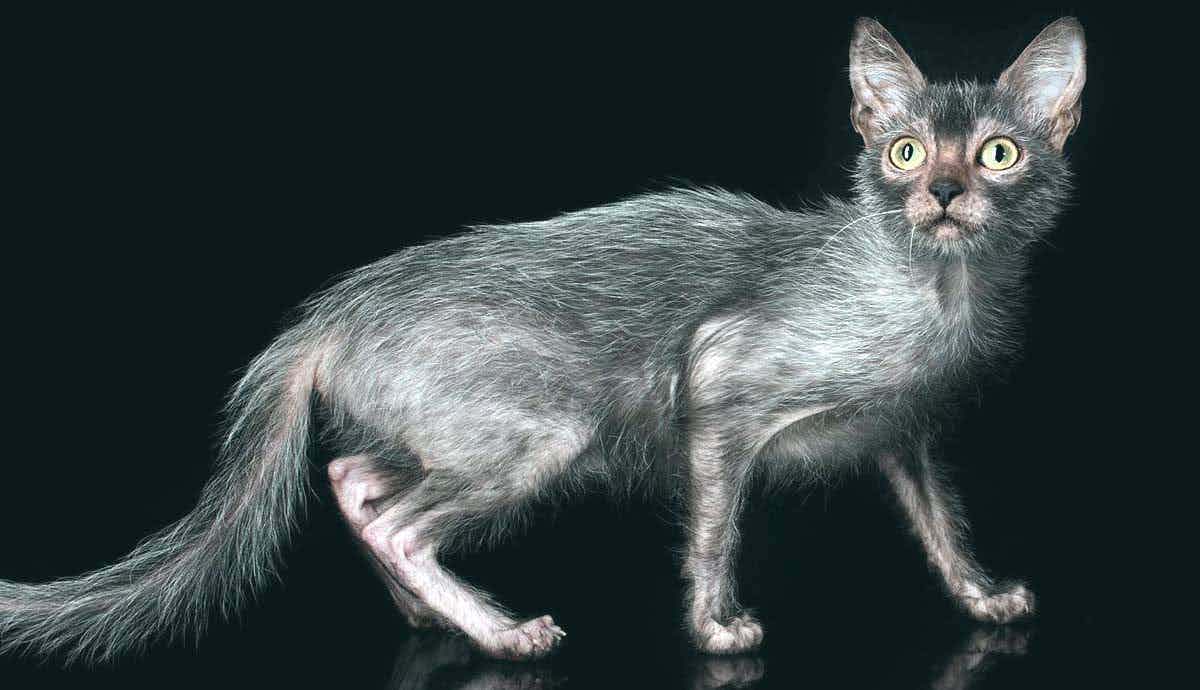 6 Facts About the Lykoi: The Modern Day Wolf Cat