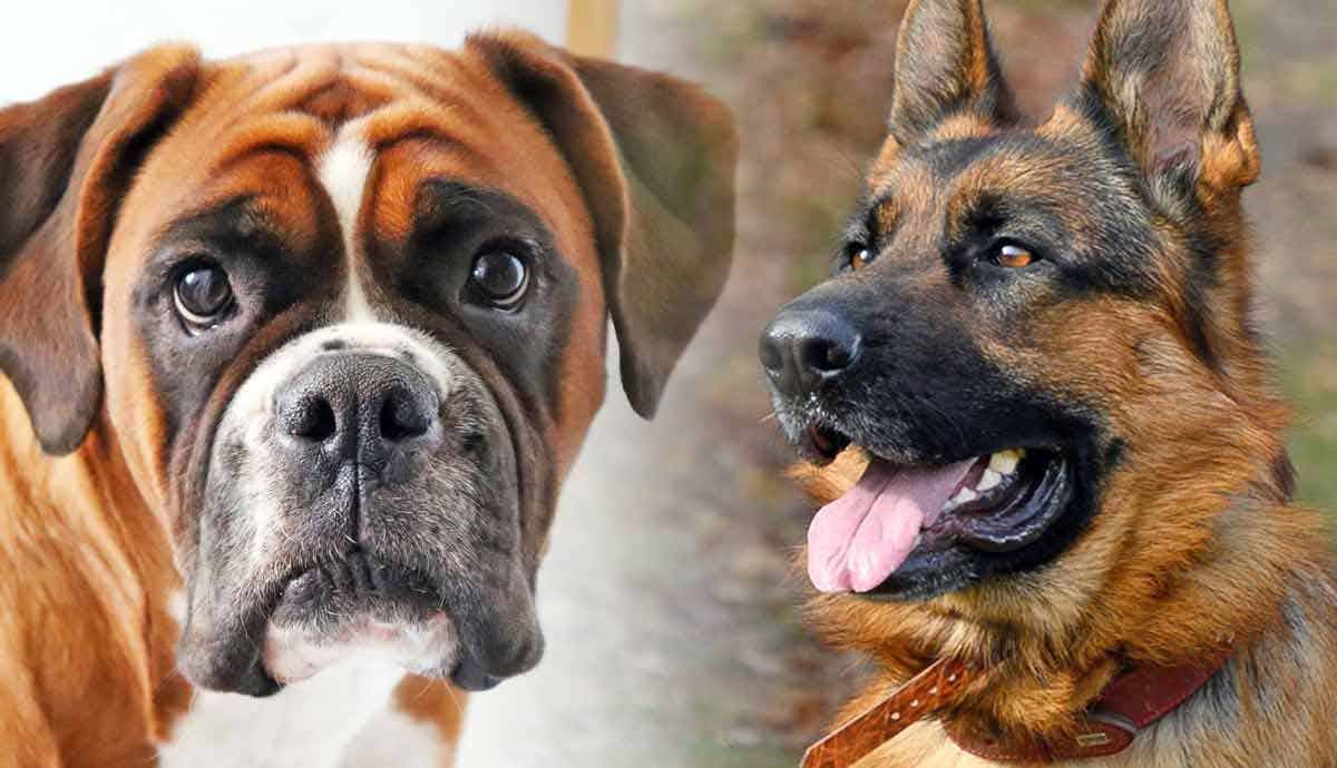 Top 5 German Dog Breeds