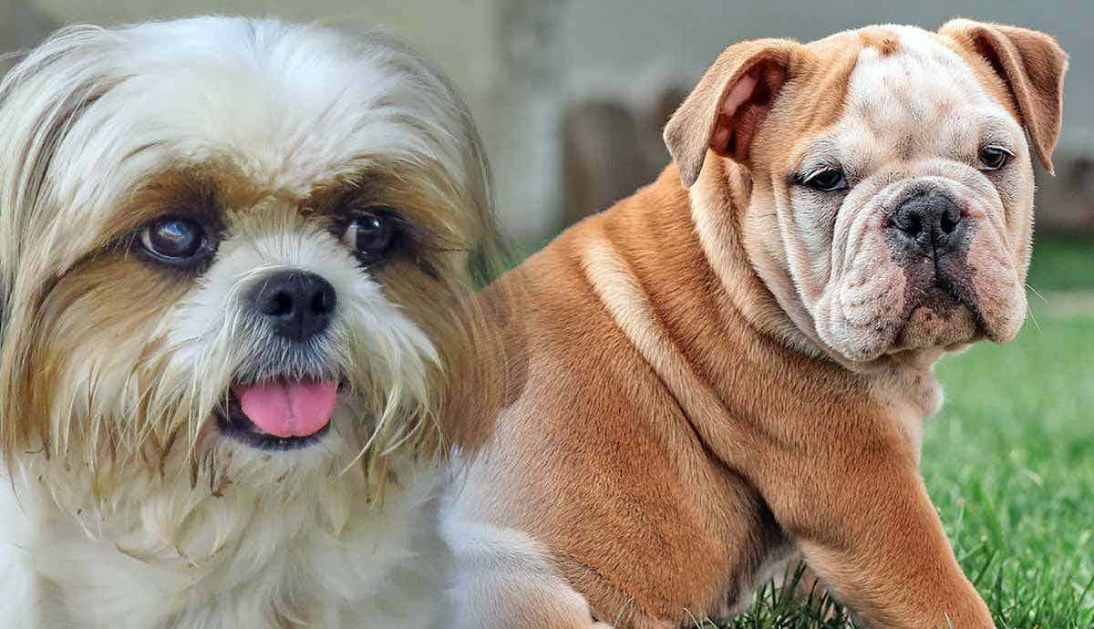 8 Dog Breeds with the Flattest Faces
