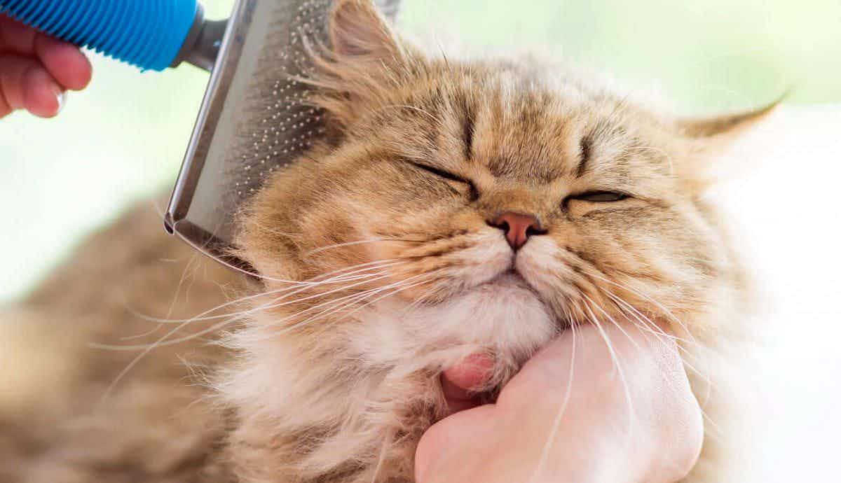 5 Tips for Grooming Your Cat