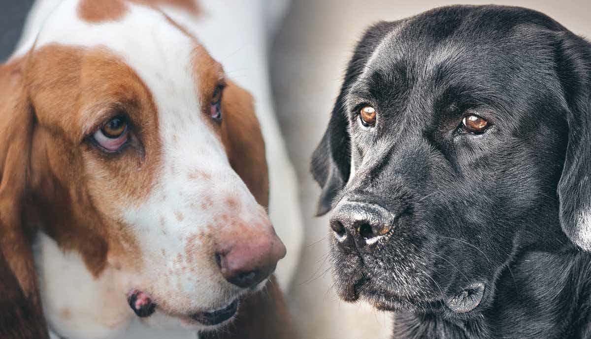 5 Dog Breeds Used for Search and Rescue Missions
