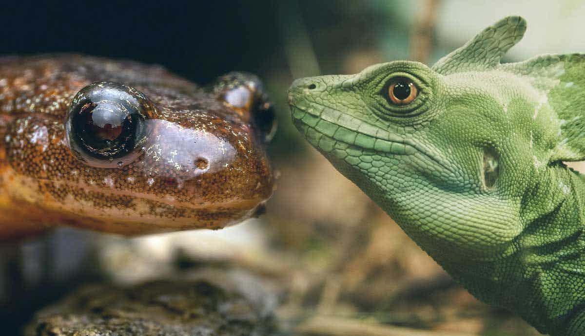 Salamanders vs. Lizards: What’s the Difference?