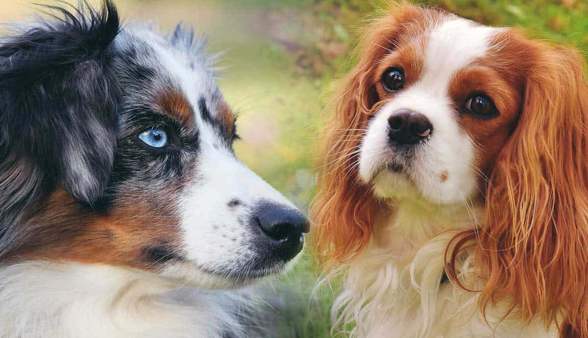A Complete Guide to Dog Coat Colors