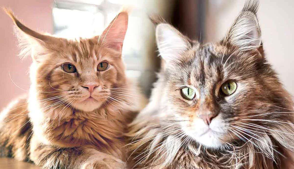 The Maine Coon: The Relaxed and Laid-Back Cat Breed