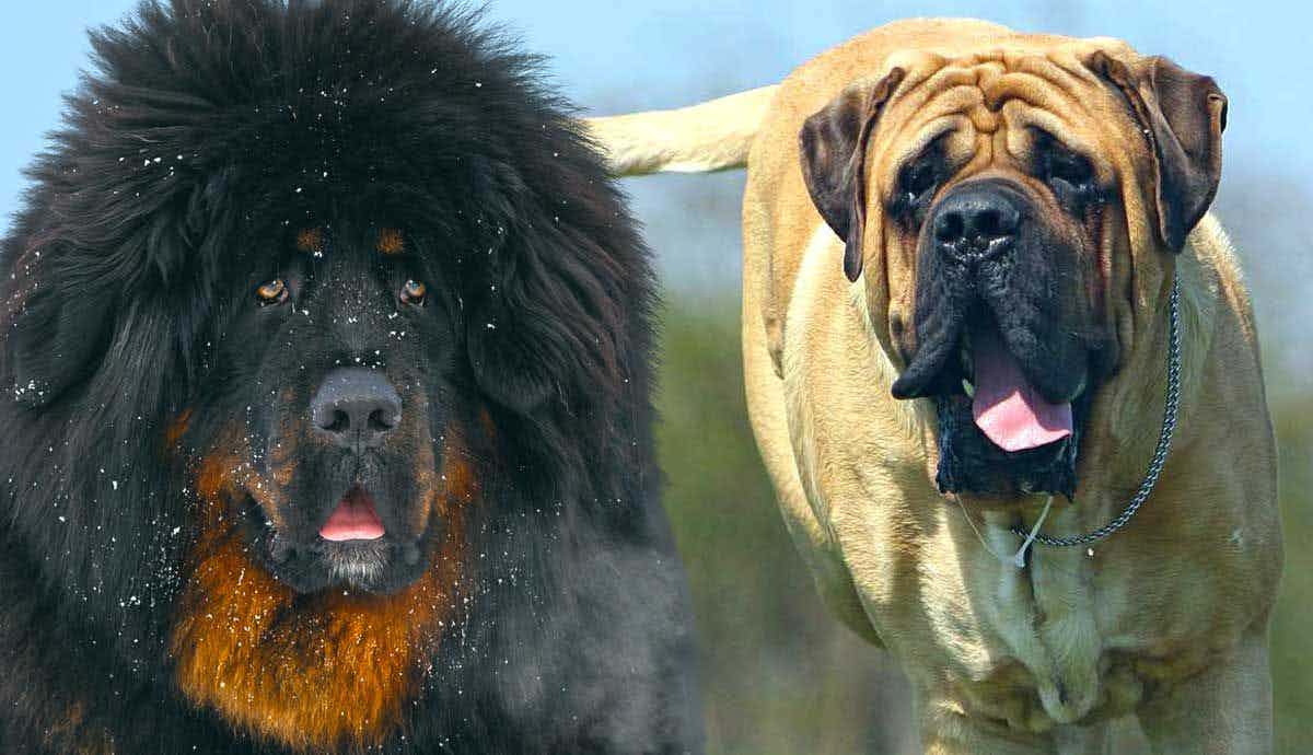 Top 6 Massive Mastiff Breeds