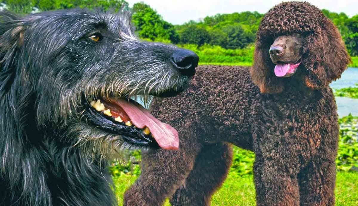 Top 5 Irish Dog Breeds: What to Know