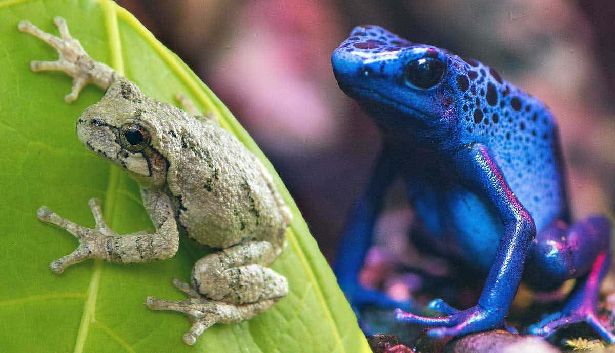 9 Frog Species That Make Great Pets