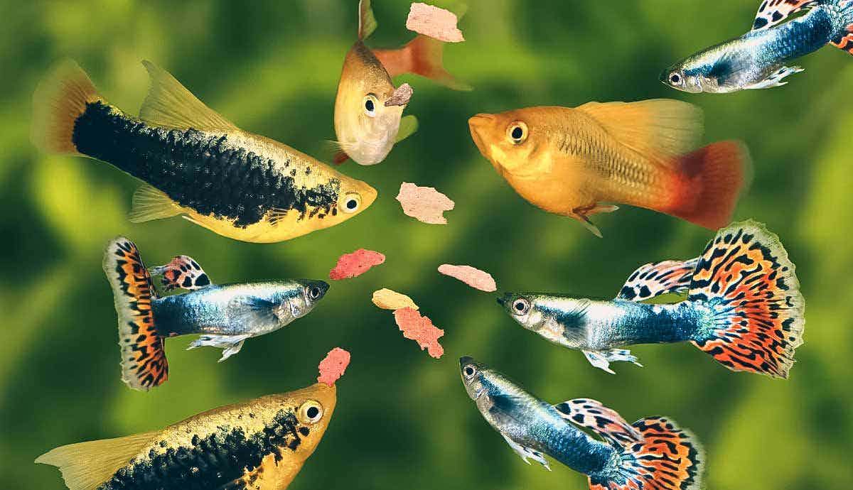 5 of the Best Treats for Pet Fish