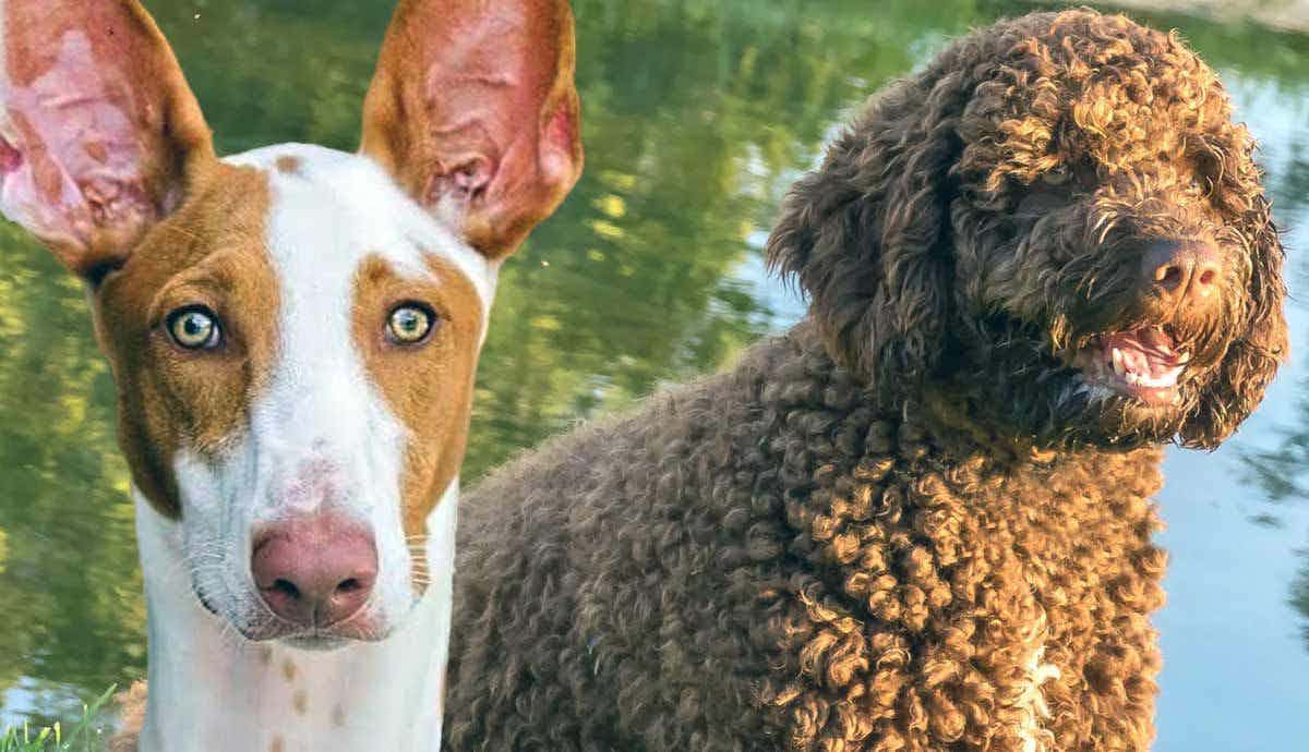 Top 5 Spanish Dog Breeds