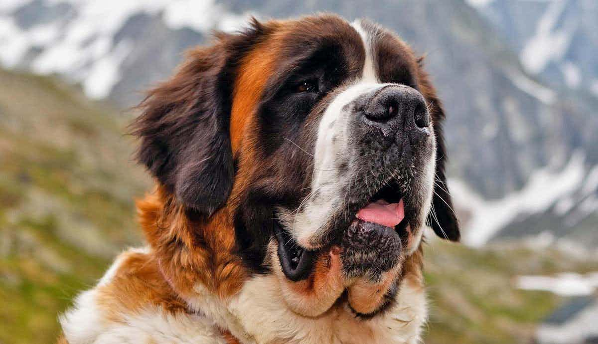 10 Facts About the Saint Bernard: The Alps’ Giant Breed