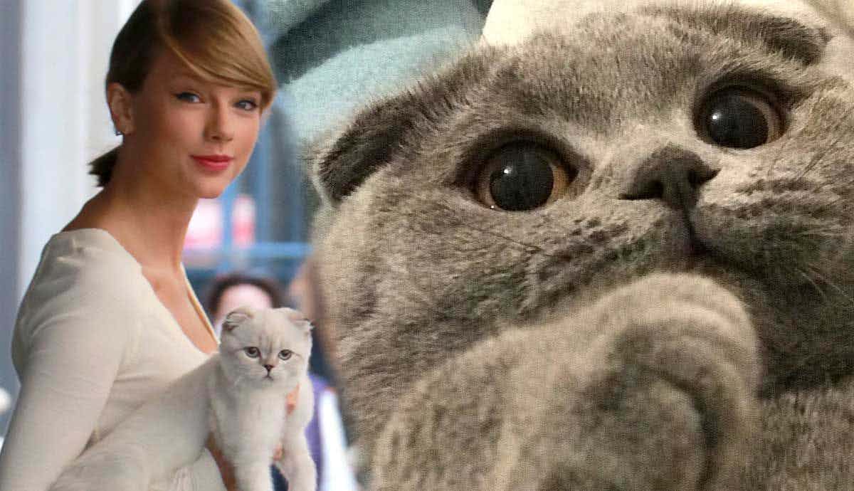 The Scottish Fold: The Intelligent and Adaptable Cat Breed