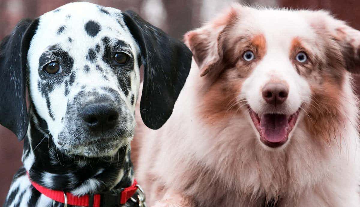 6 Medium Sized Dog Breeds that Make Great Pets