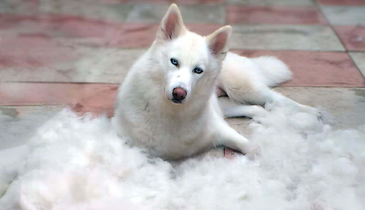 What Does Blowing Coat Mean in Dogs?