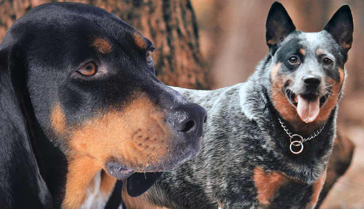 7 Dogs with Colors in the Breed’s Name