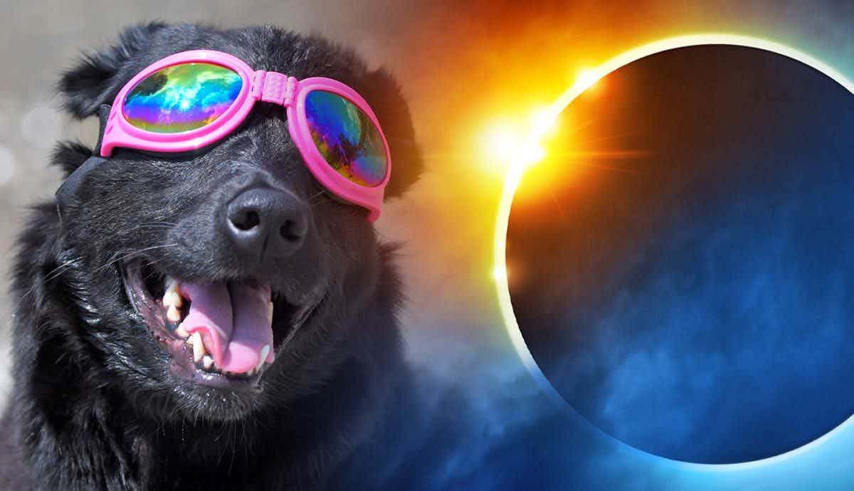 Do Dogs Care About Solar Eclipses?