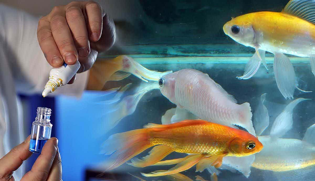 5 Ways to Save a Sick Fish