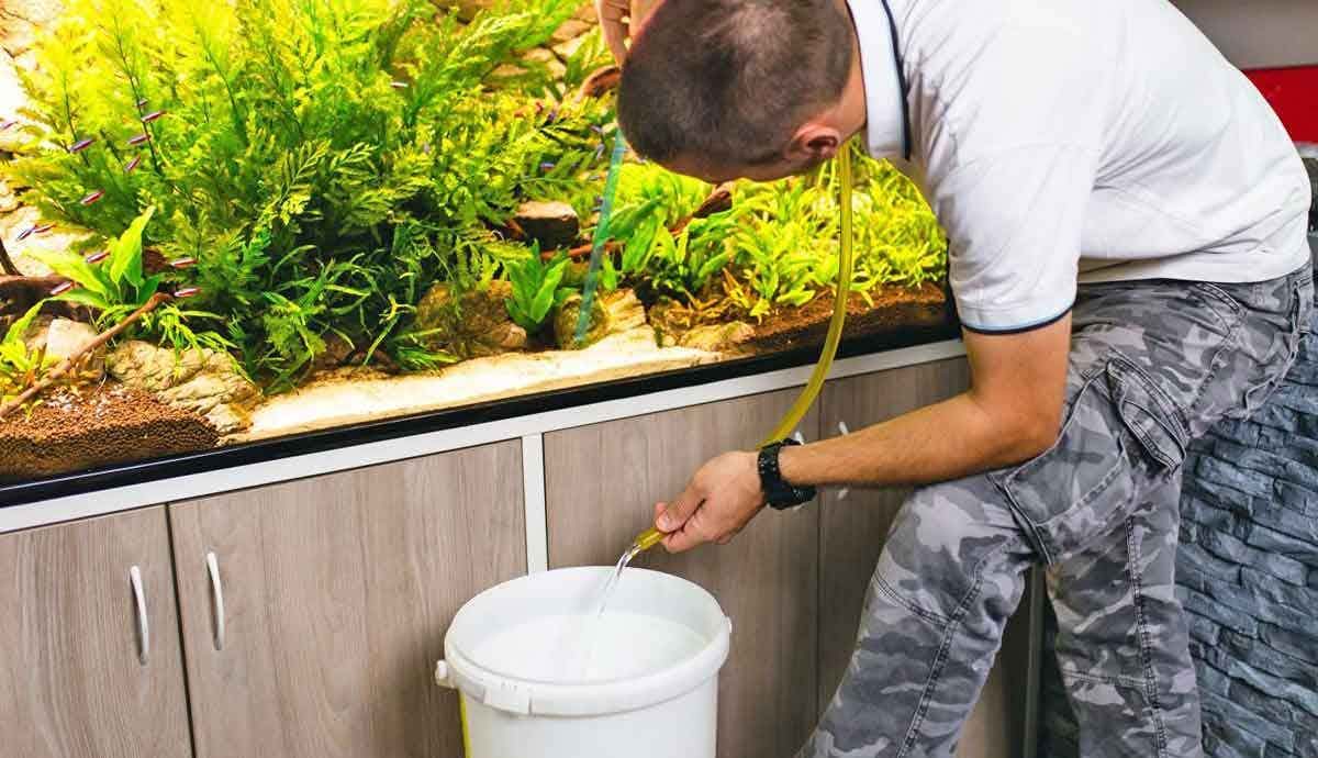 How Often Should You Change Your Fish Tank Water?