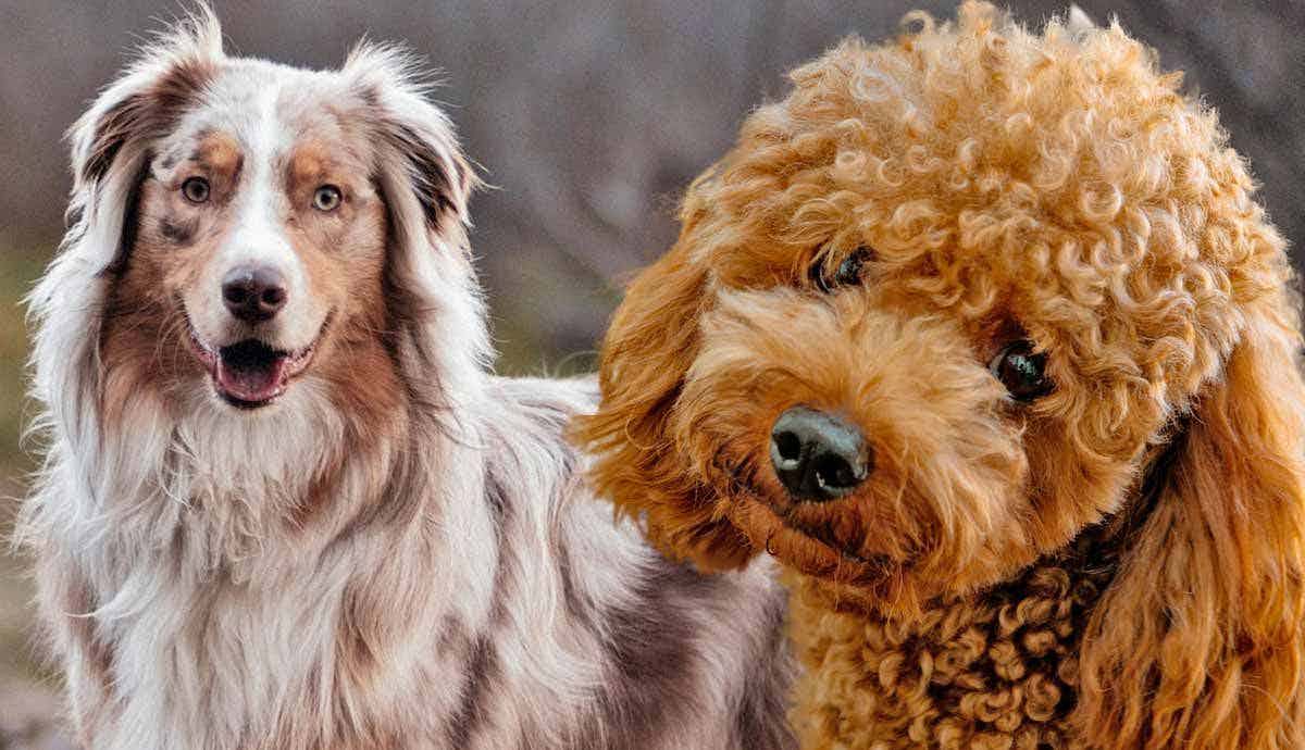 5 High Energy Dog Breeds: What to Know