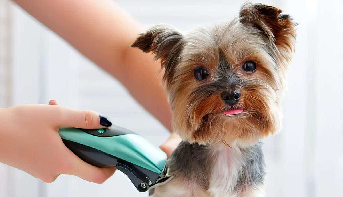 Should You Shave Your Dog?