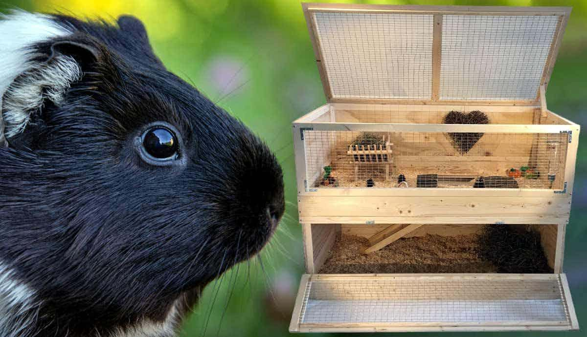 Setting Up Your Guinea Pig Cage: A Complete Guide